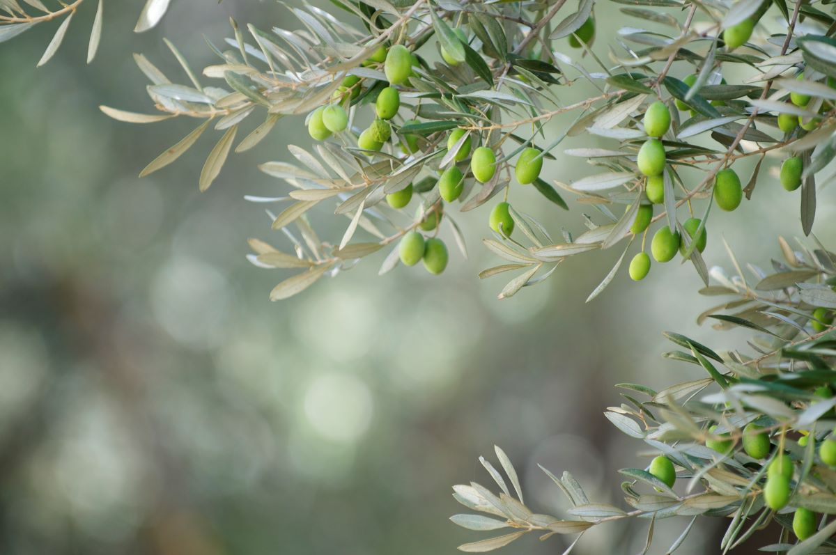 Zelené olivy visiace na konáre olivovníka